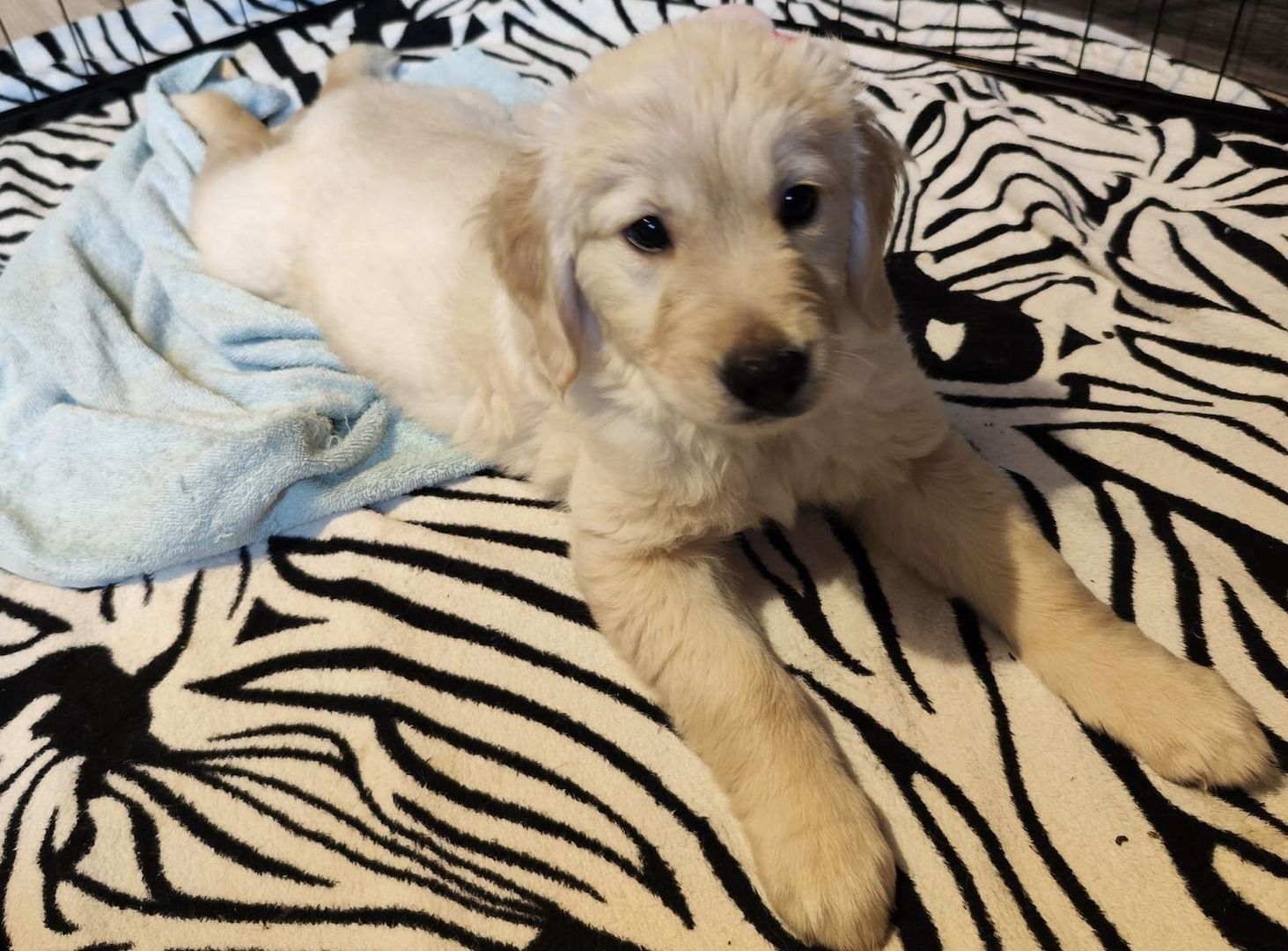 Golden Retriever Welpen