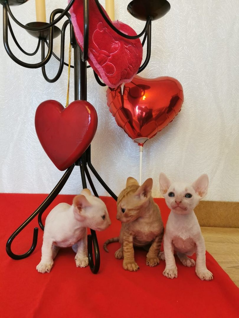 wunderschönen Lockenkatzen Cornish Rex