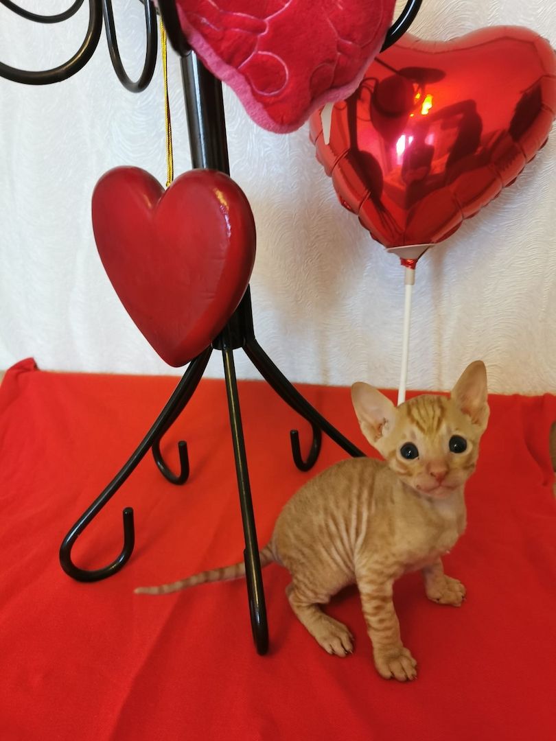 wunderschönen Lockenkatzen Cornish Rex