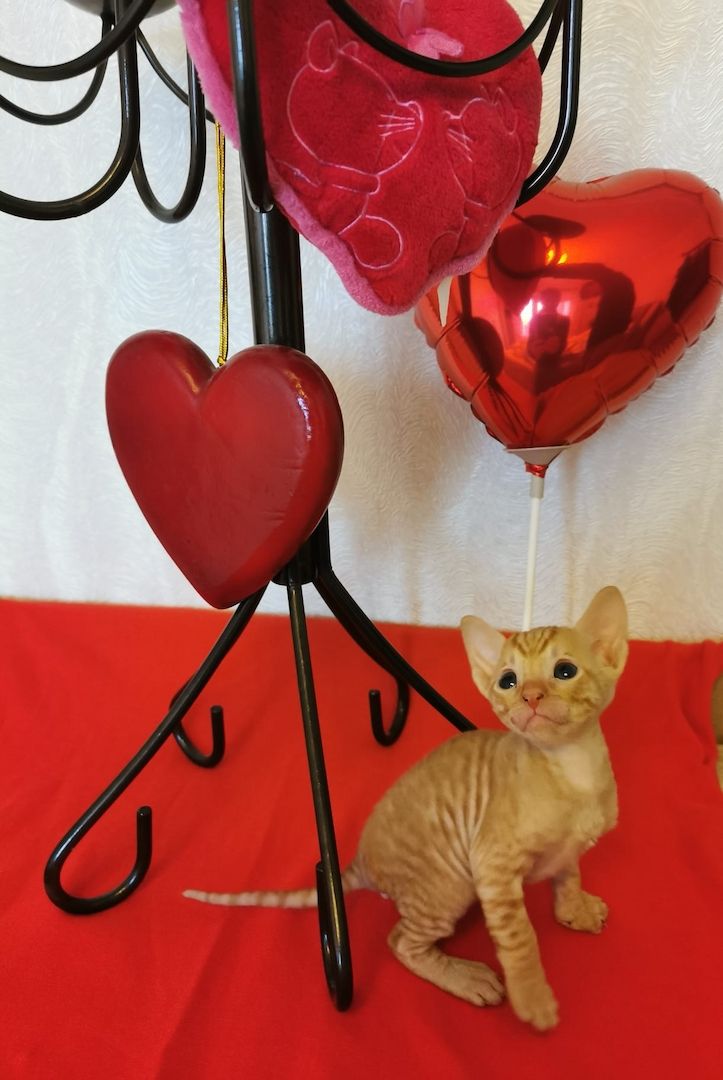 wunderschönen Lockenkatzen Cornish Rex