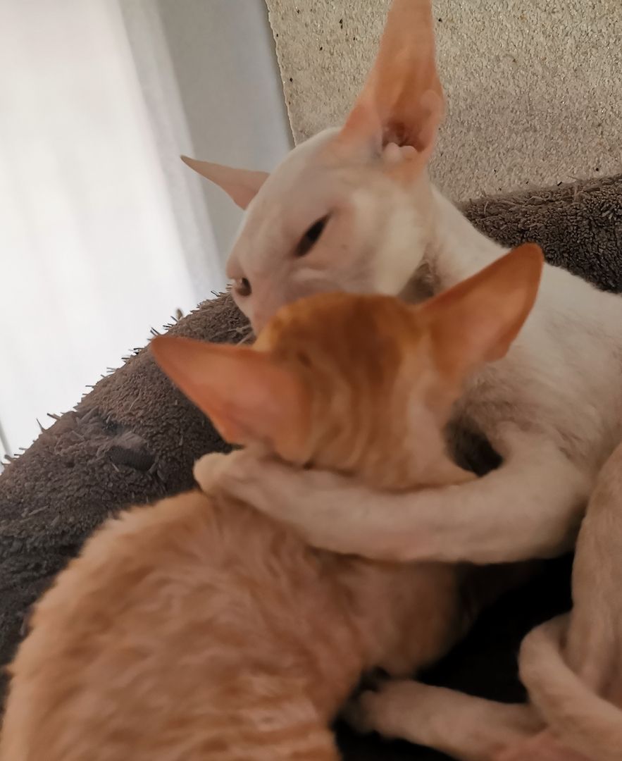 wunderschönen Lockenkatzen Cornish Rex