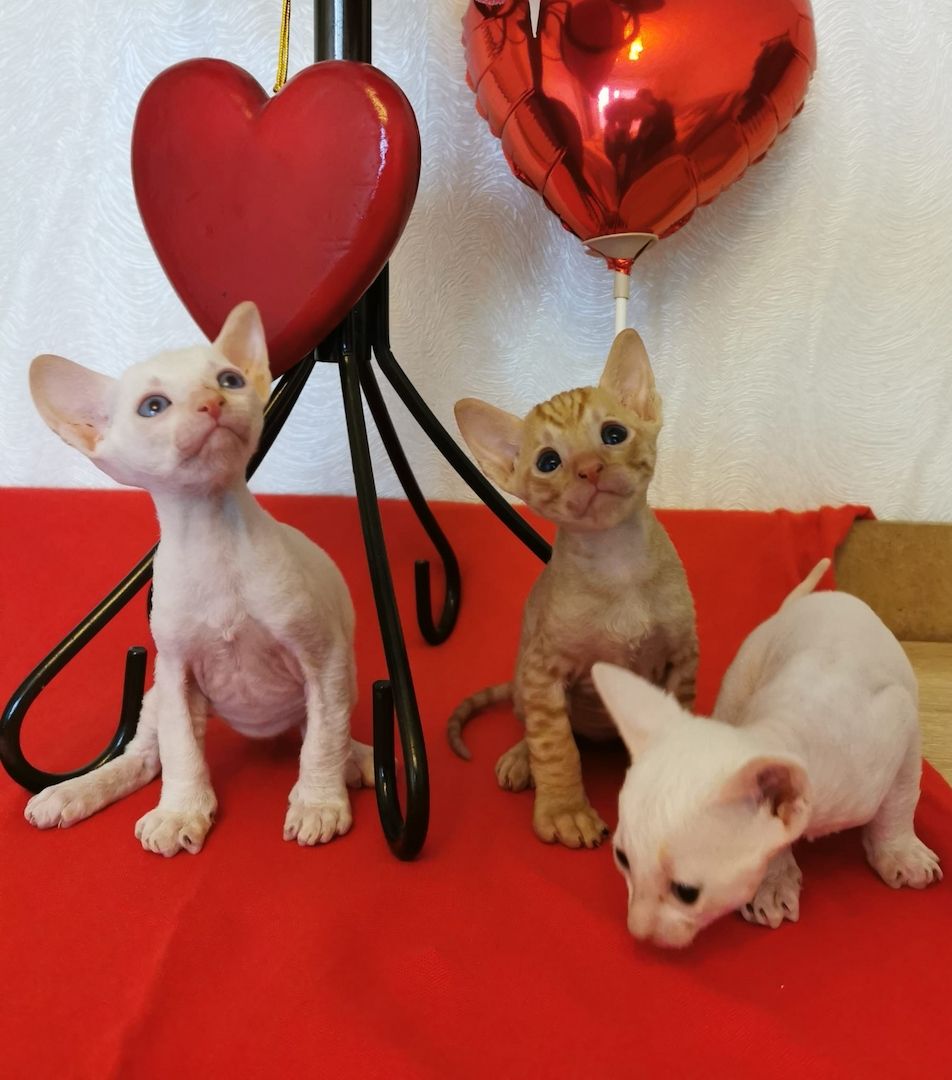 wunderschönen Lockenkatzen Cornish Rex