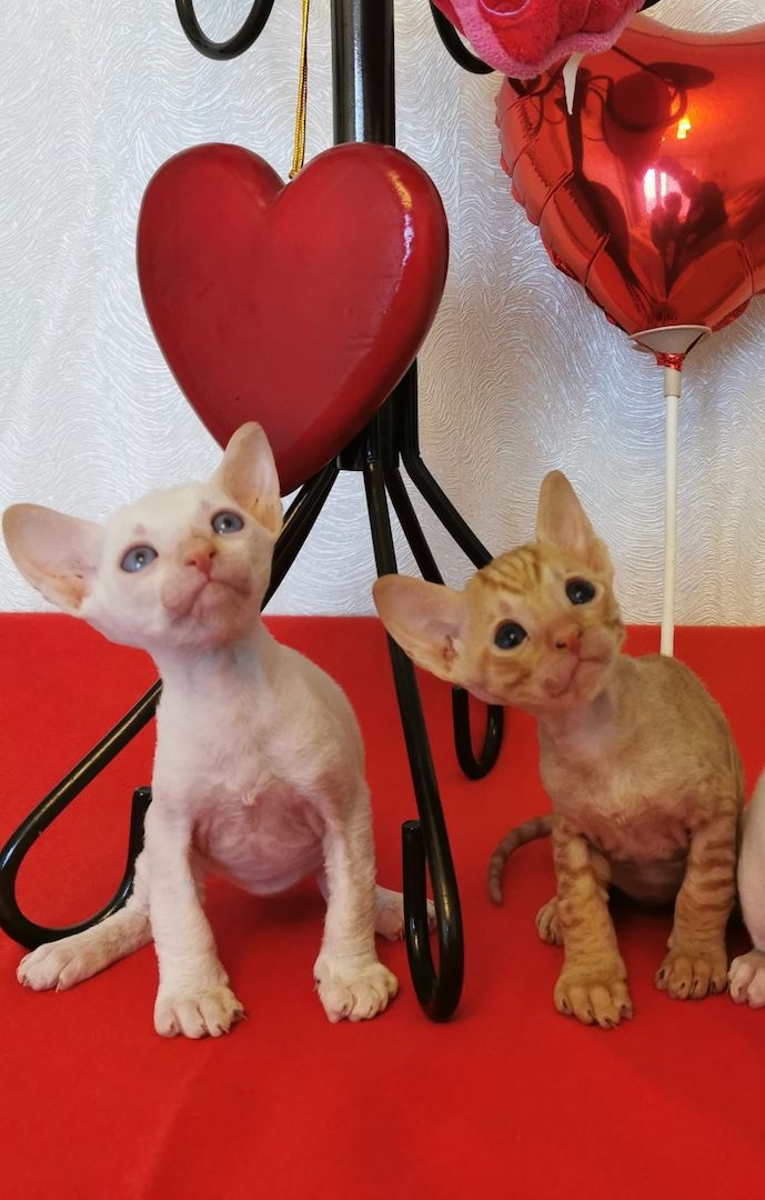 wunderschönen Lockenkatzen Cornish Rex