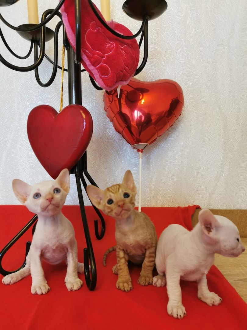 wunderschönen Lockenkatzen Cornish Rex