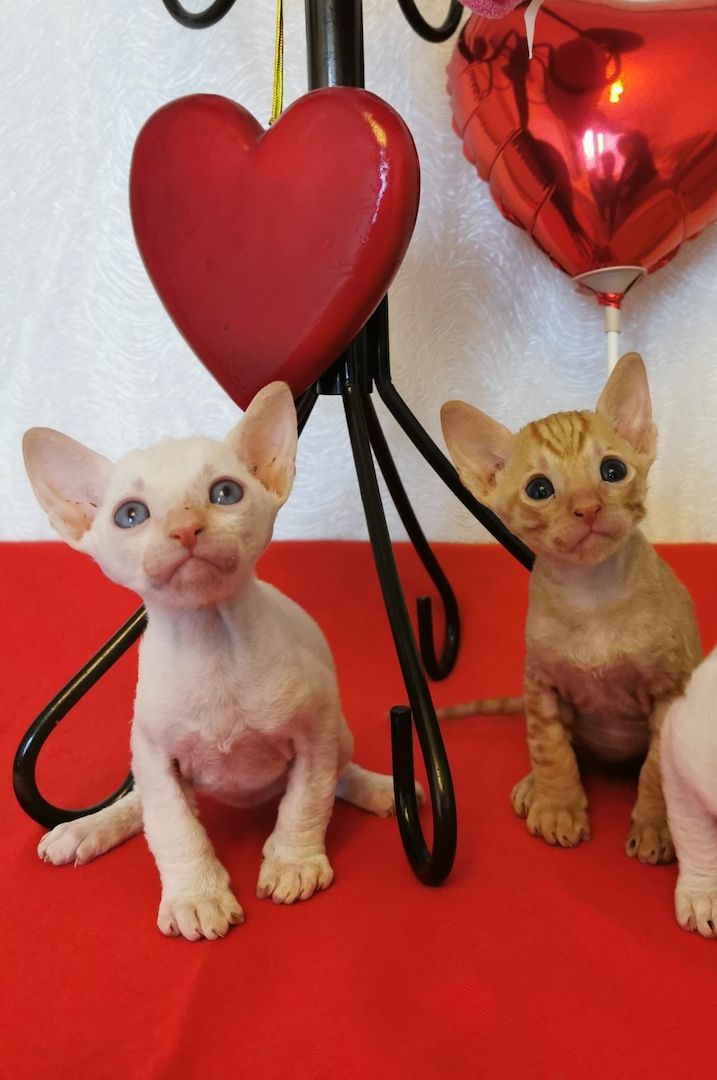 wunderschönen Lockenkatzen Cornish Rex