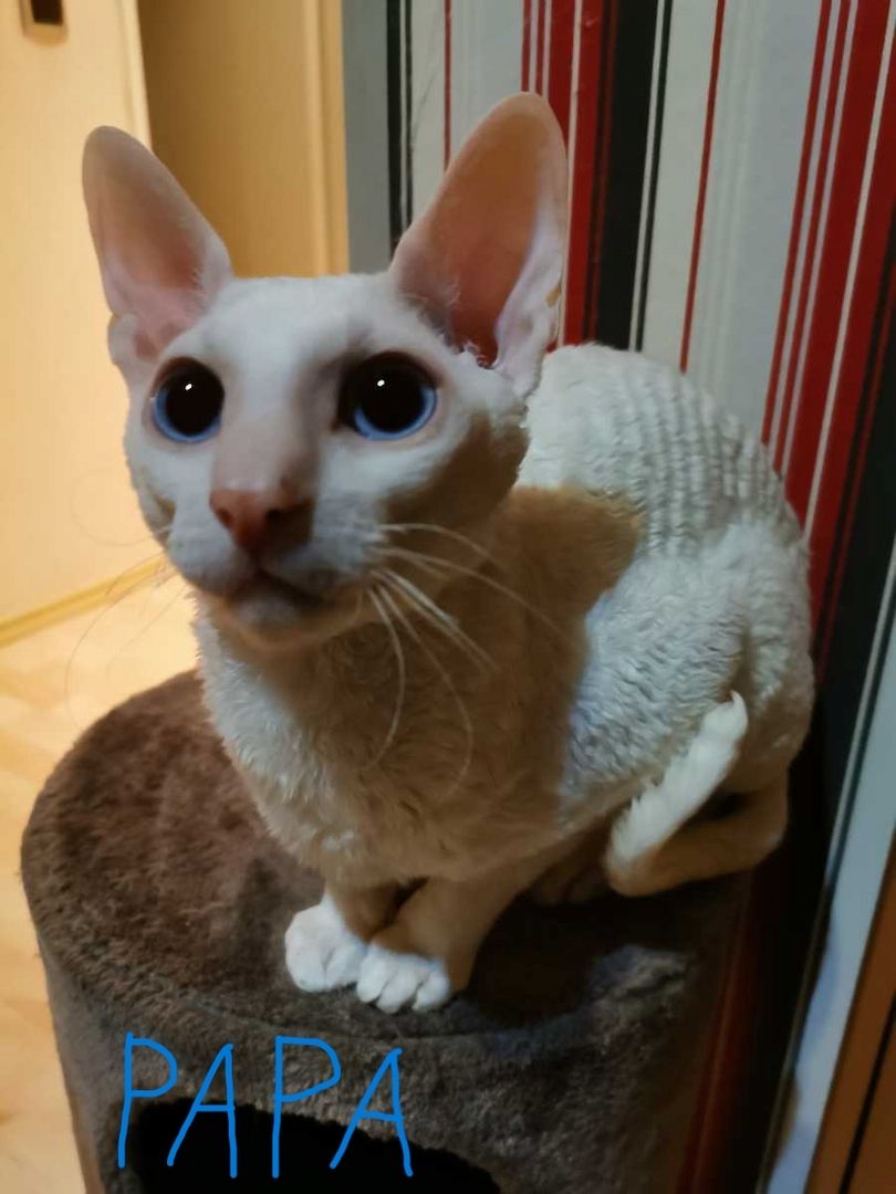 wunderschönen Lockenkatzen Cornish Rex