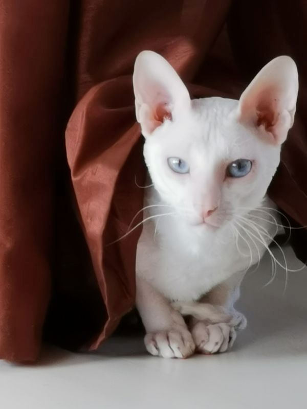 wunderschönen Lockenkatzen Cornish Rex