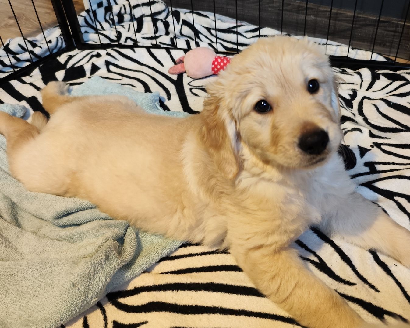 Golden Retriever Welpen Golden Retriever Welpen