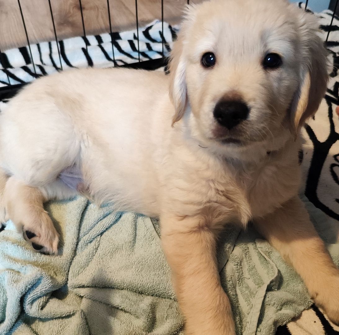 Golden Retriever Welpen Golden Retriever Welpen