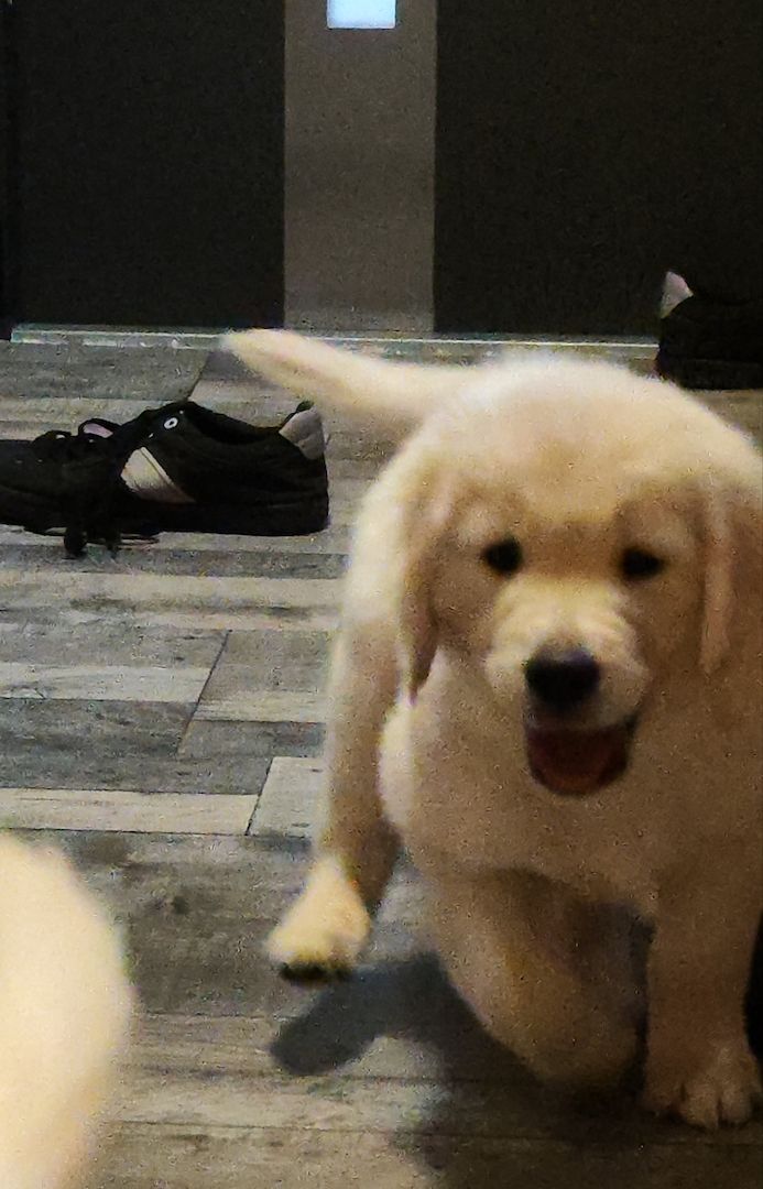 Golden Retriever Welpen Golden Retriever Welpen