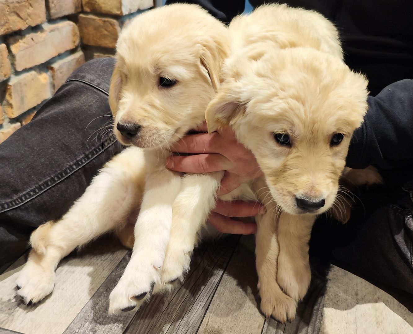 Golden Retriever Welpen Golden Retriever Welpen