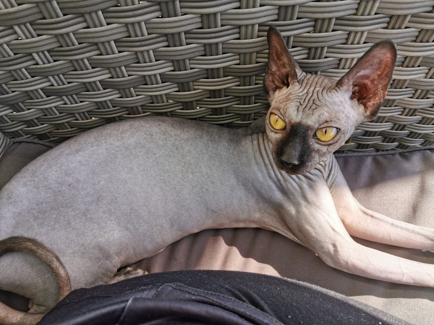 Sphynx Kater