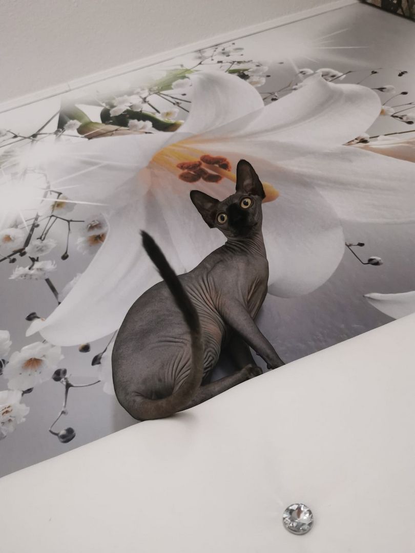 Sphynx Kater