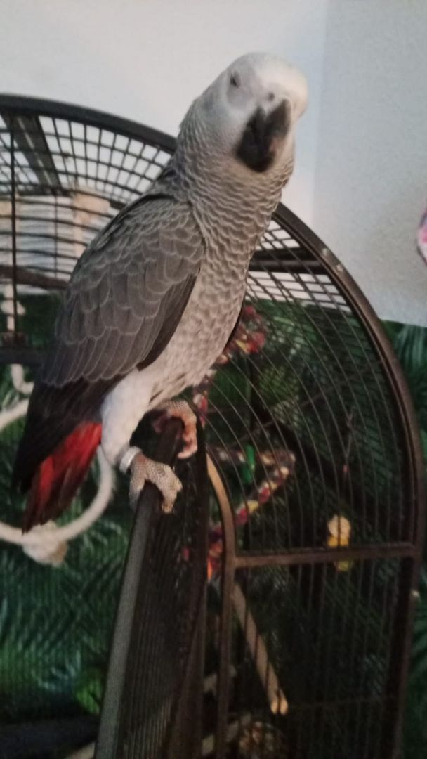 Graupapagei, männlich, geb. 6/22