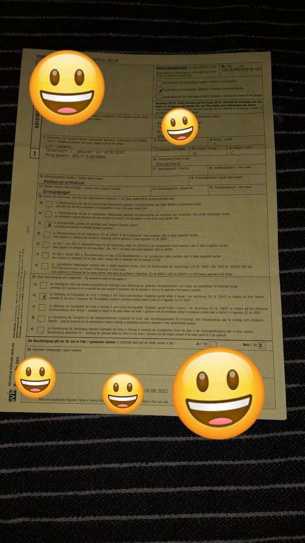 Graupapagei, männlich, geb. 6/22