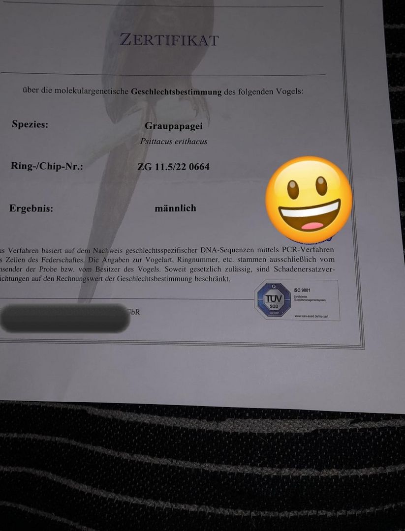 Graupapagei, männlich, geb. 6/22