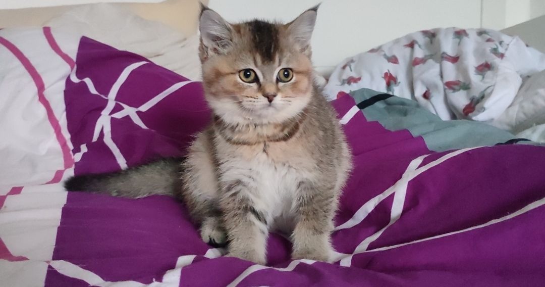 Bkh britisch kurzhaar kitten sofort Abgabe bereit Mädchen