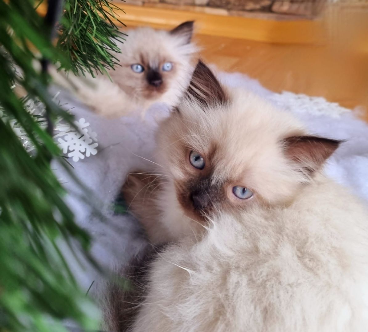 2 Mischlings Babykätzchen