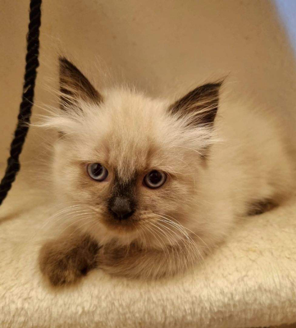 2 Mischlings Babykätzchen