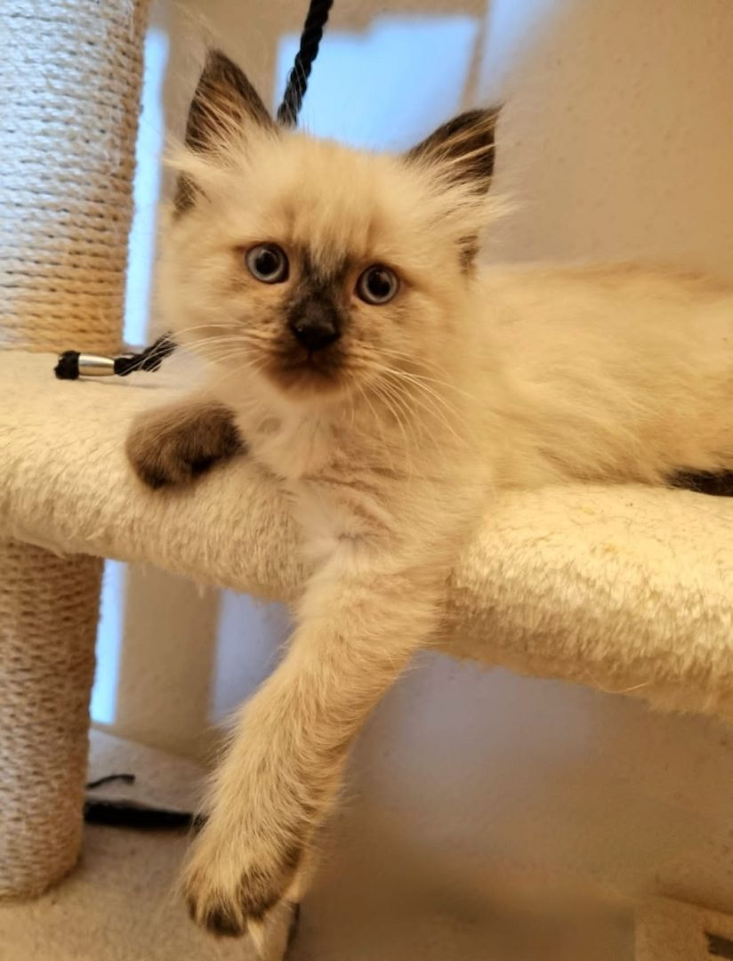 2 Mischlings Babykätzchen