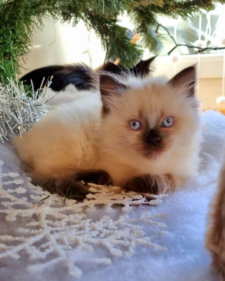 2 Mischlings Babykätzchen