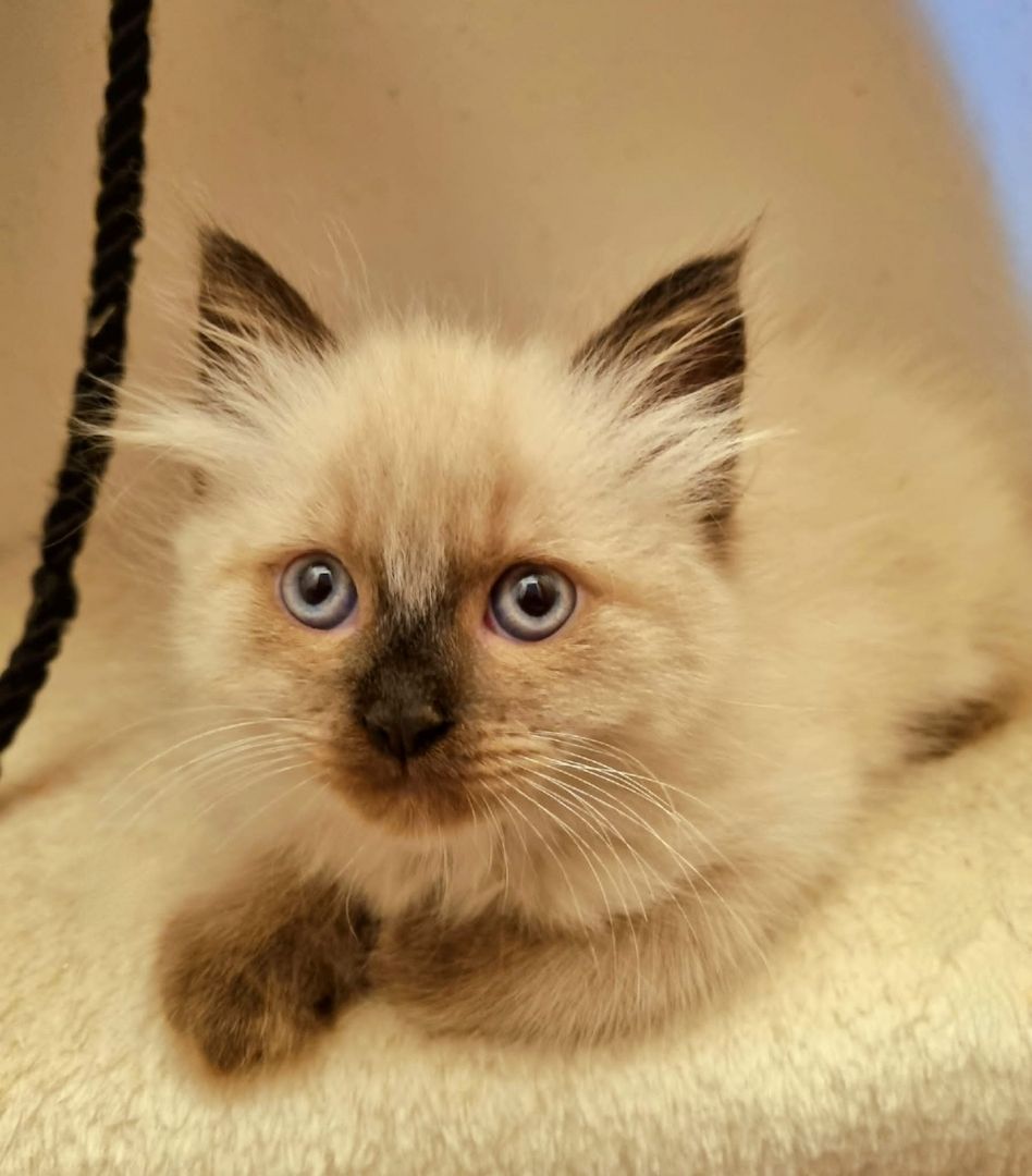 2 Mischlings Babykätzchen