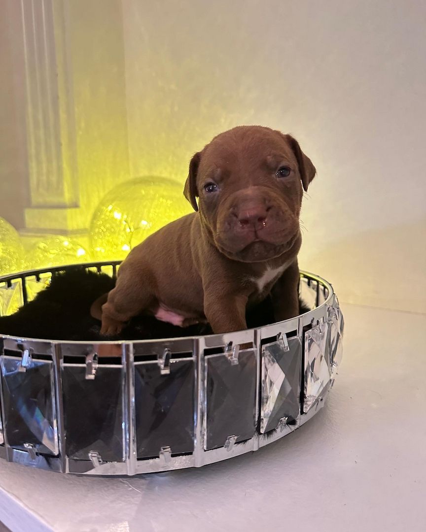 American bully Welpen