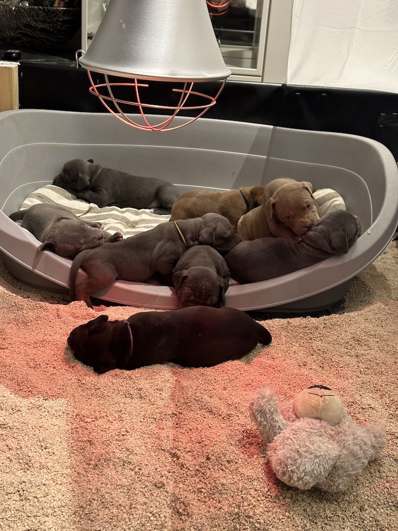 American bully Welpen