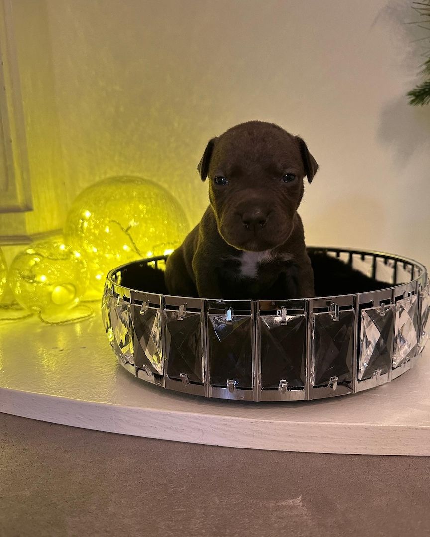 American bully Welpen