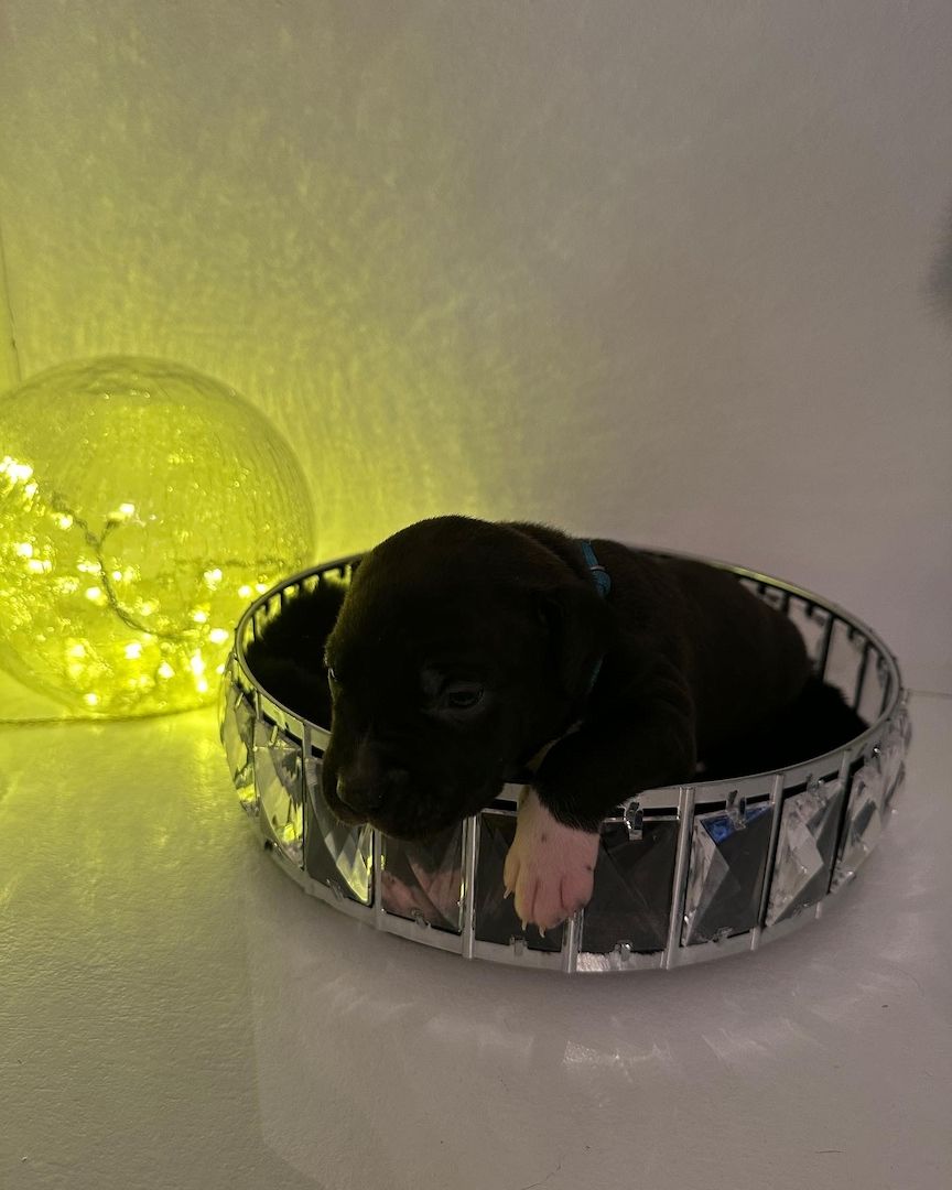 American bully Welpen