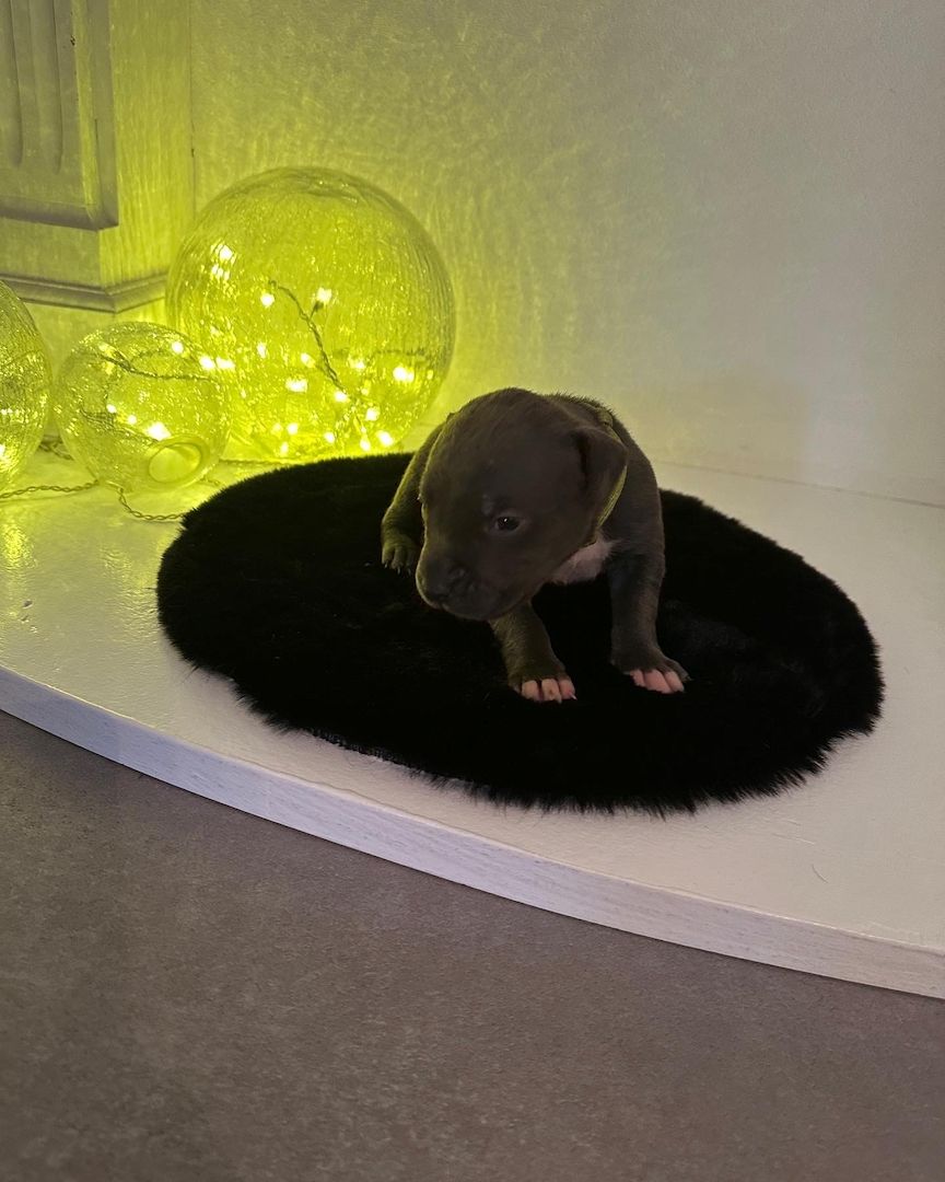 American bully Welpen