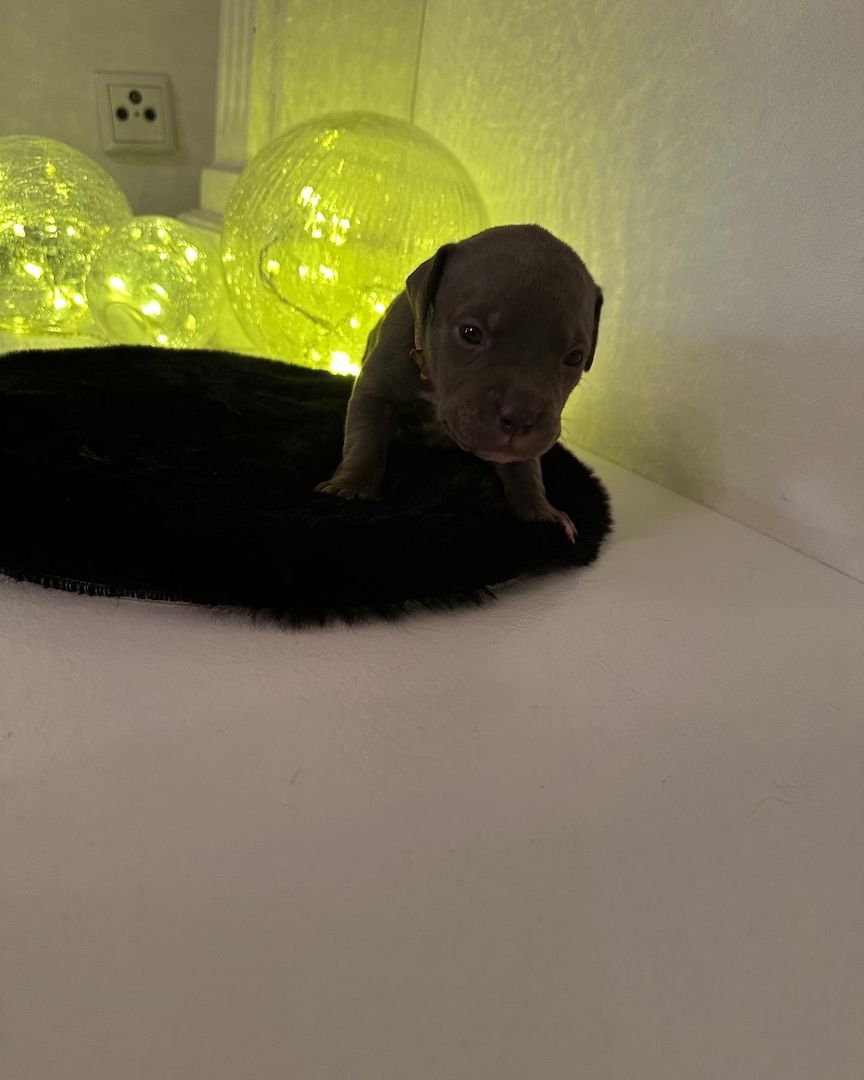 American bully Welpen