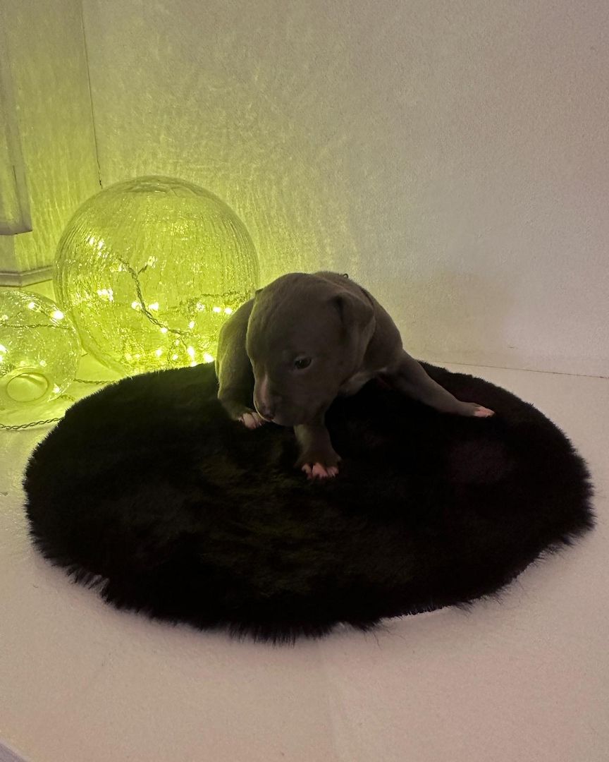 American bully Welpen