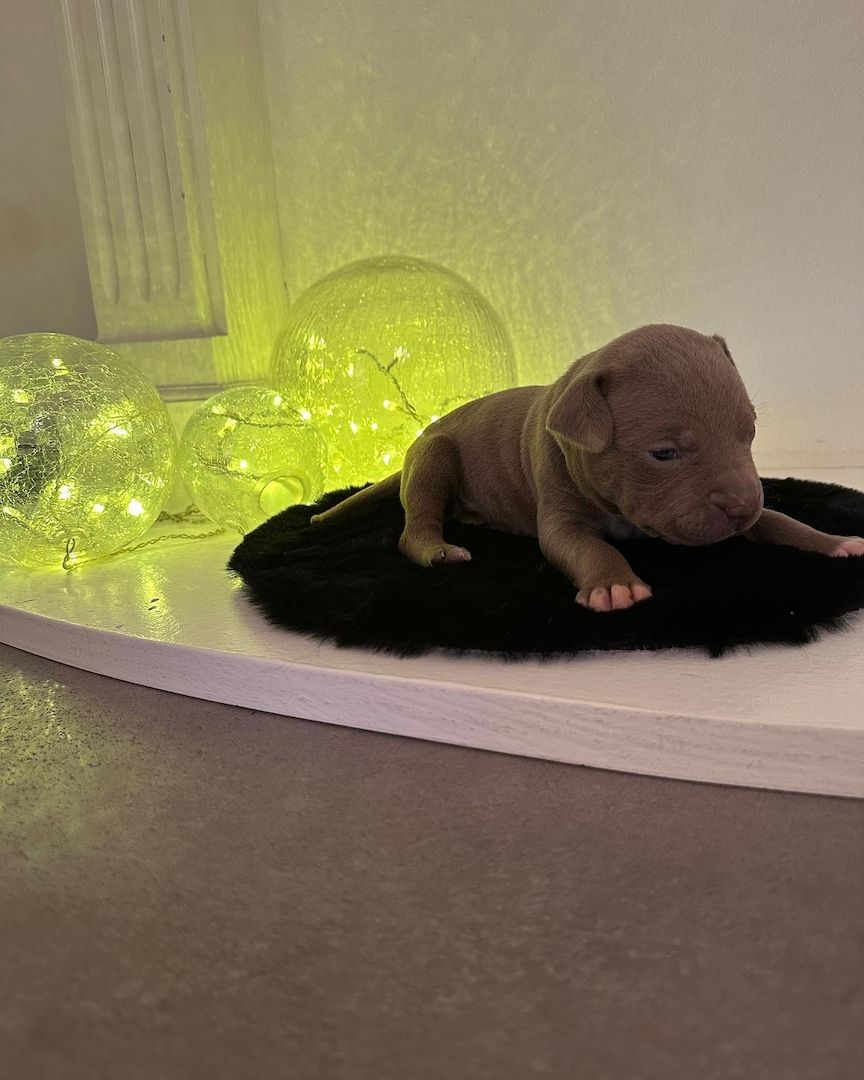 American bully Welpen