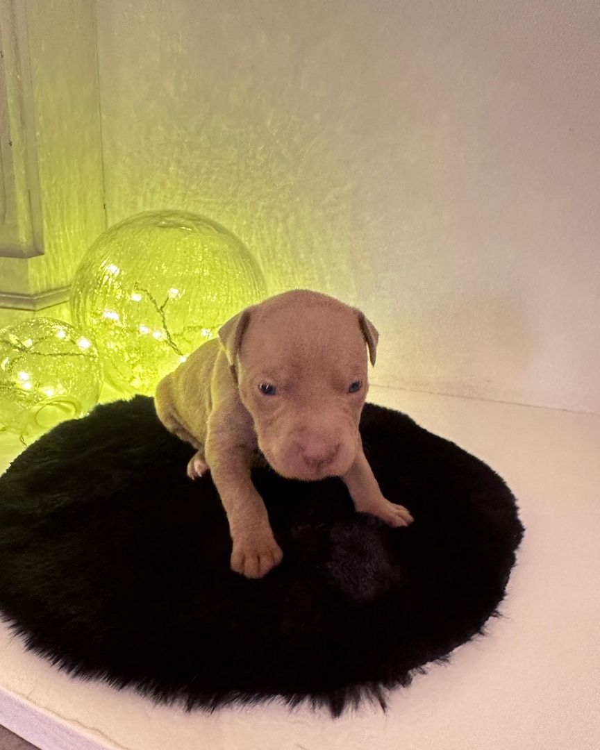 American bully Welpen