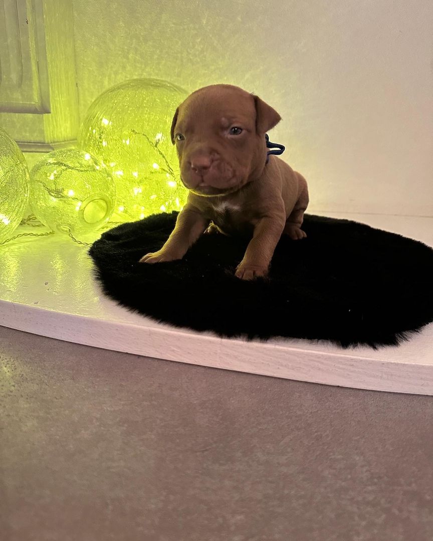 American bully Welpen