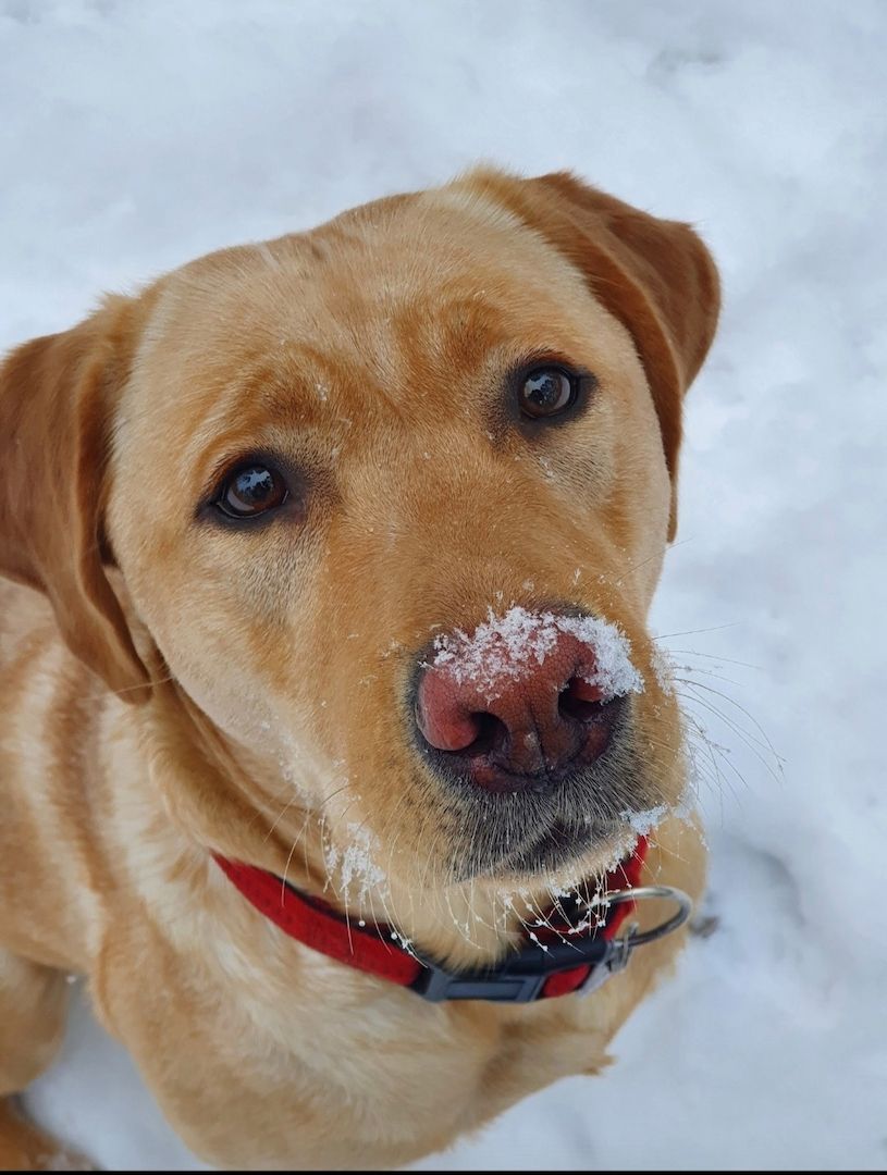 Labrador Hündin Labrador Hündin