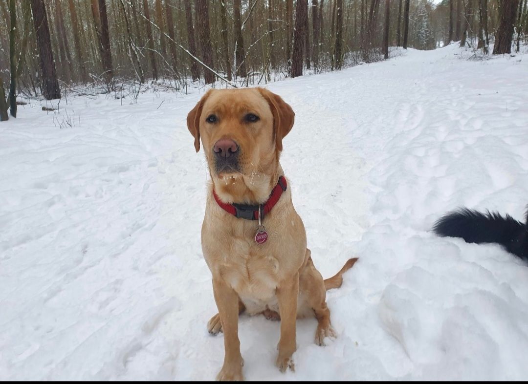Labrador Hündin Labrador Hündin