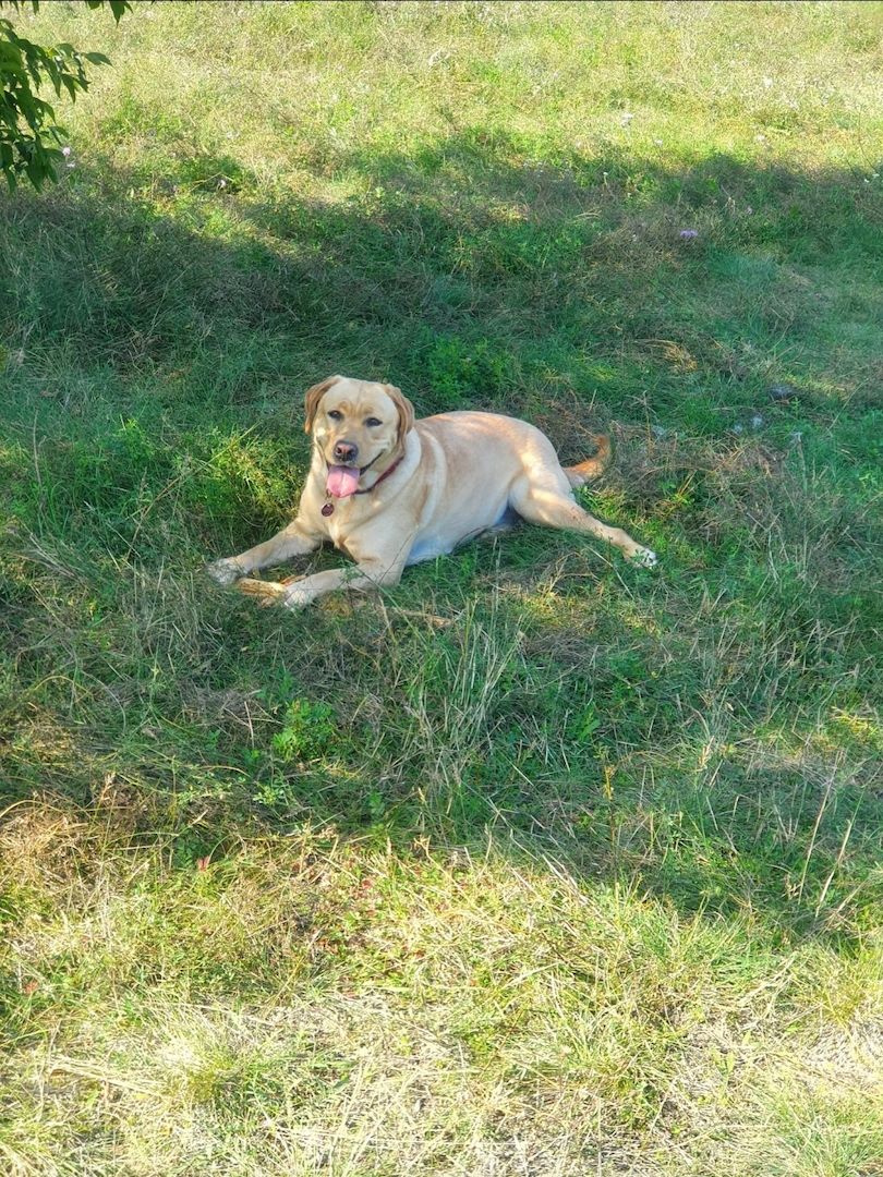 Labrador Hündin Labrador Hündin