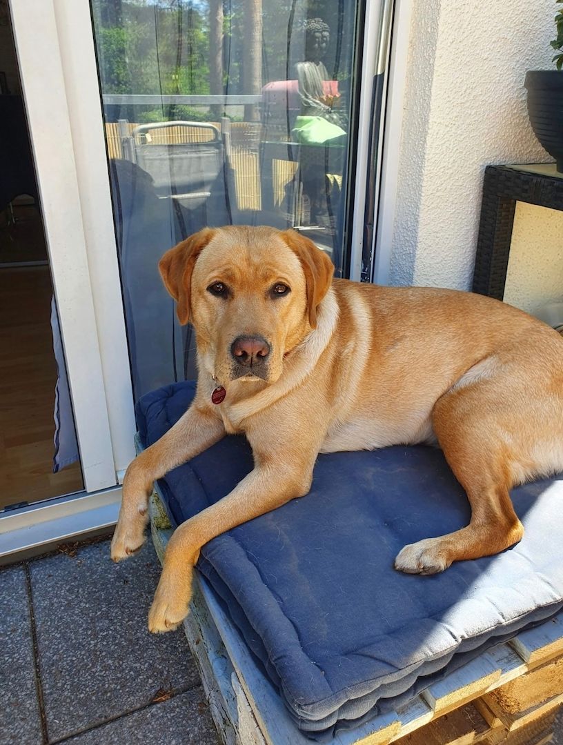 Labrador Hündin Labrador Hündin