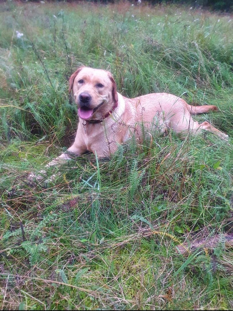 Labrador Hündin Labrador Hündin