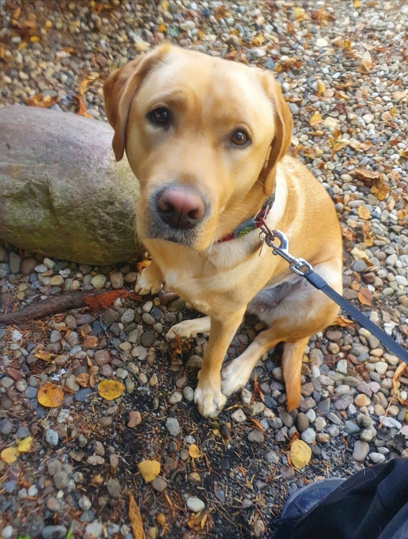 Labrador Hündin Labrador Hündin