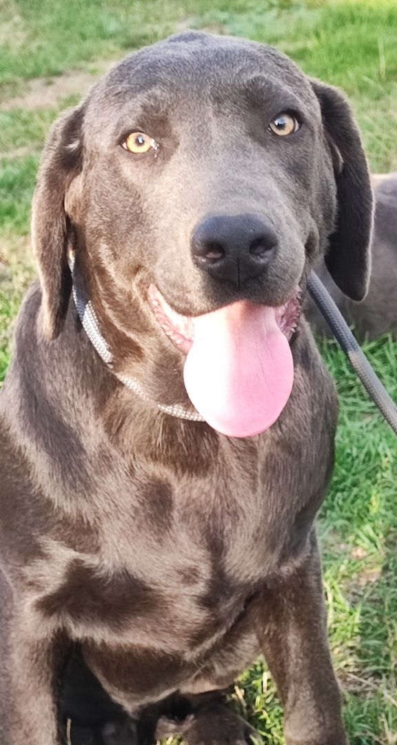 Paloma sucht ein Zuhause