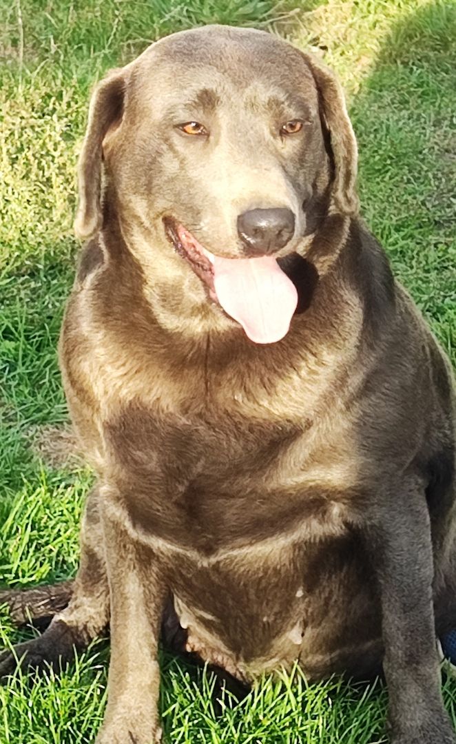 Paloma sucht ein Zuhause