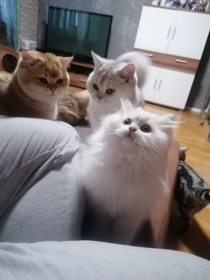 Reinrassige BKH & BLH Kater mit Stammbaum  Reinrassige BKH & BLH Kater mit Stammbaum