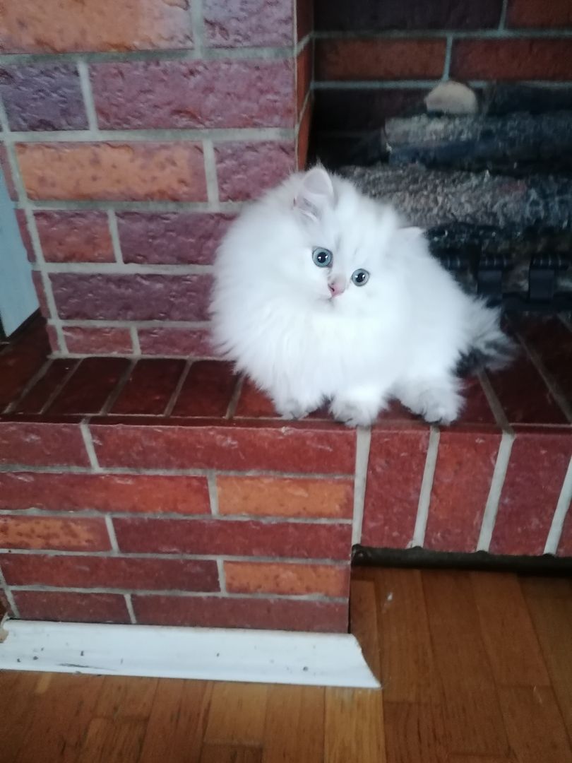 Reinrassige BKH & BLH Kater mit Stammbaum  Reinrassige BKH & BLH Kater mit Stammbaum