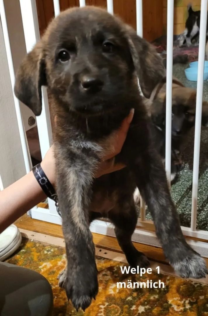 Maremanno-Mix-Welpen Maremanno-Mix-Welpen