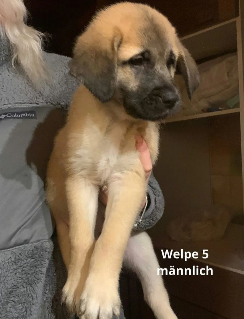 Maremanno-Mix-Welpen Maremanno-Mix-Welpen