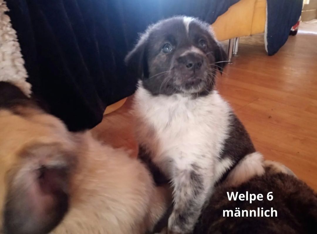 Maremanno-Mix-Welpen Maremanno-Mix-Welpen