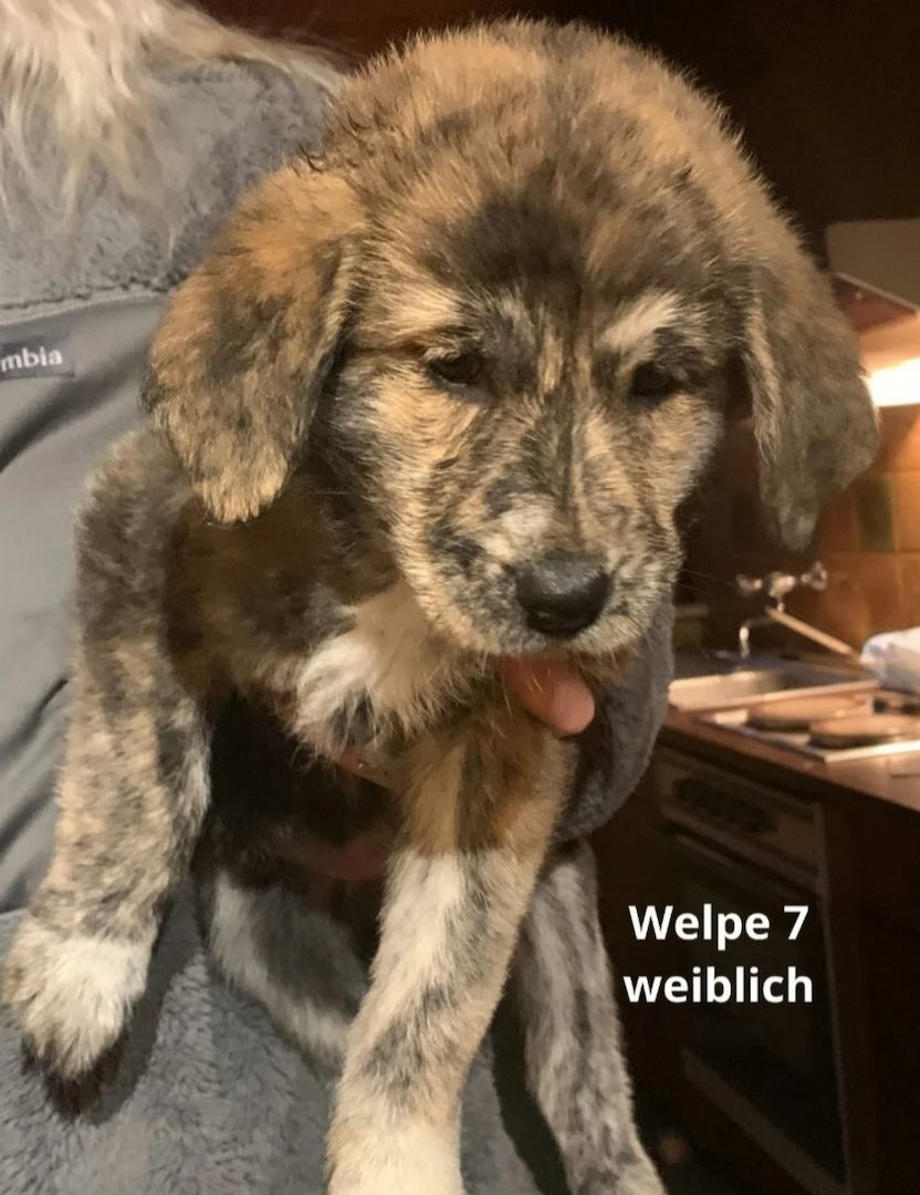 Maremanno-Mix-Welpen Maremanno-Mix-Welpen